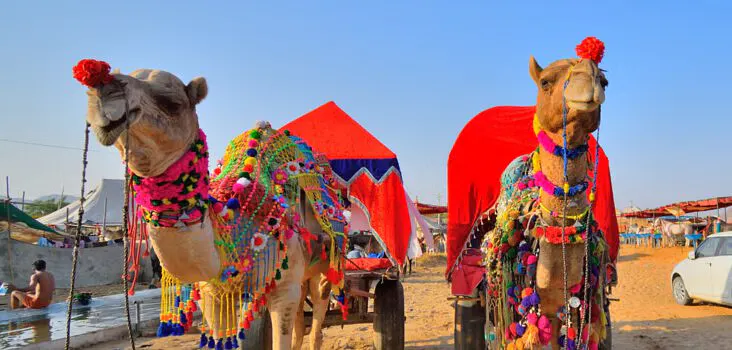 Experience the Pushkar Camel Fair